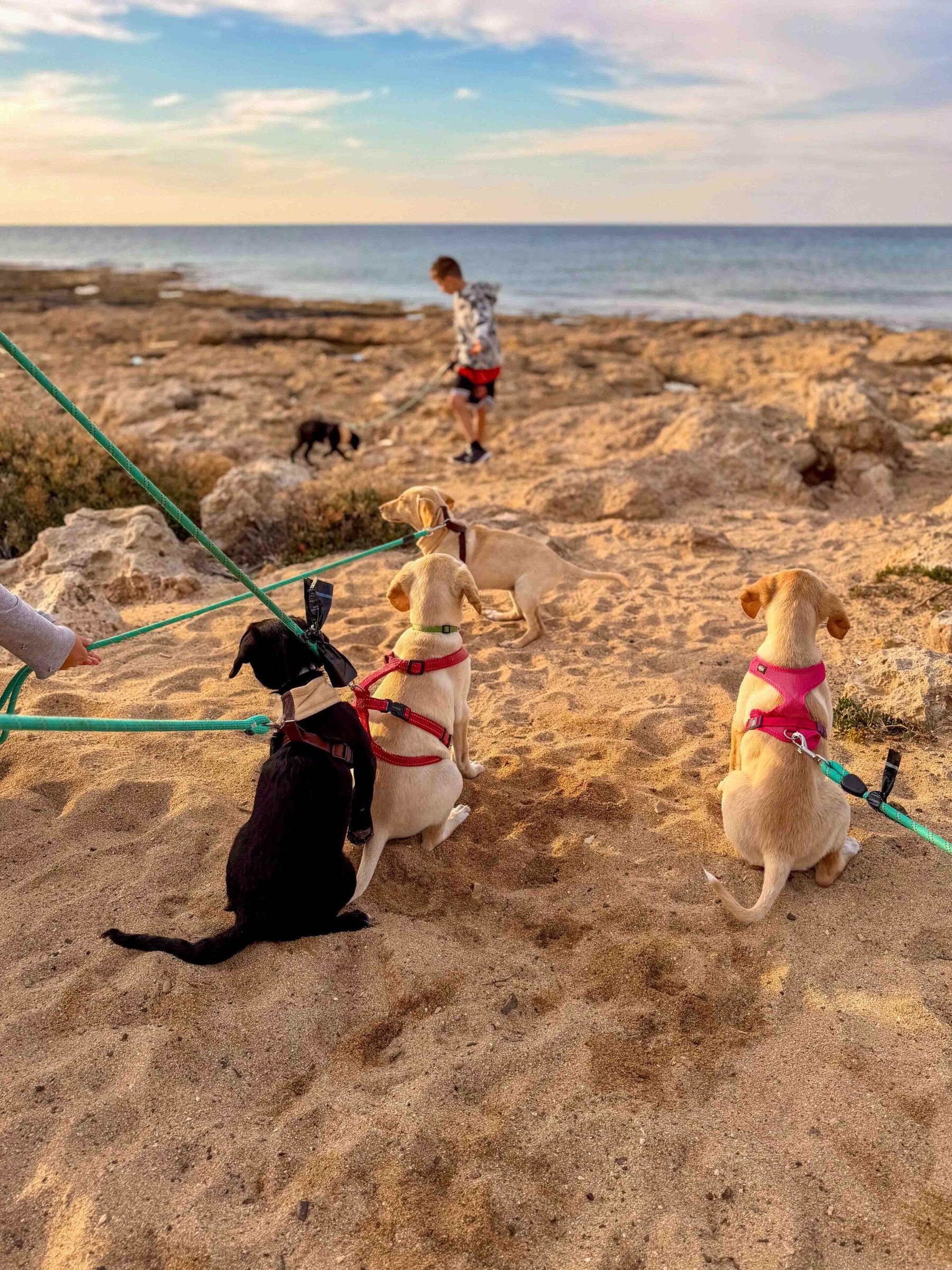 Paseo por la playa para cachorros