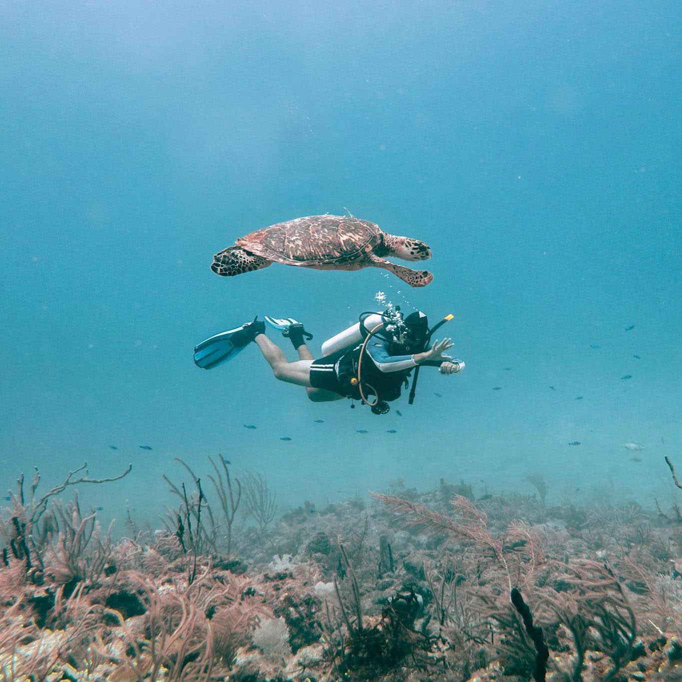 Depth & Discovery: Una expedición de buceo Mahai
