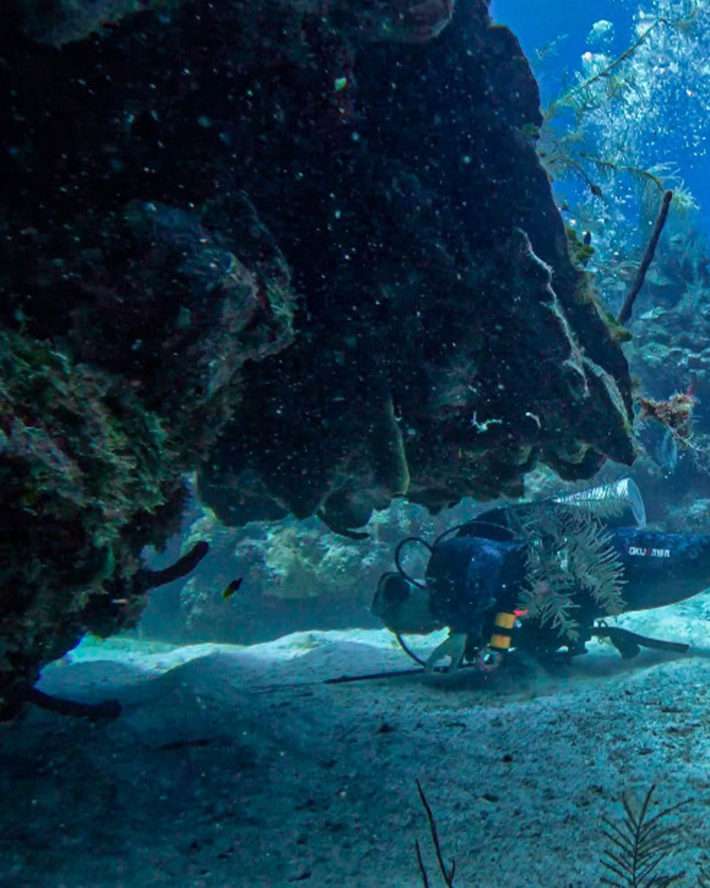 Depth & Discovery: Una expedición de buceo Mahai