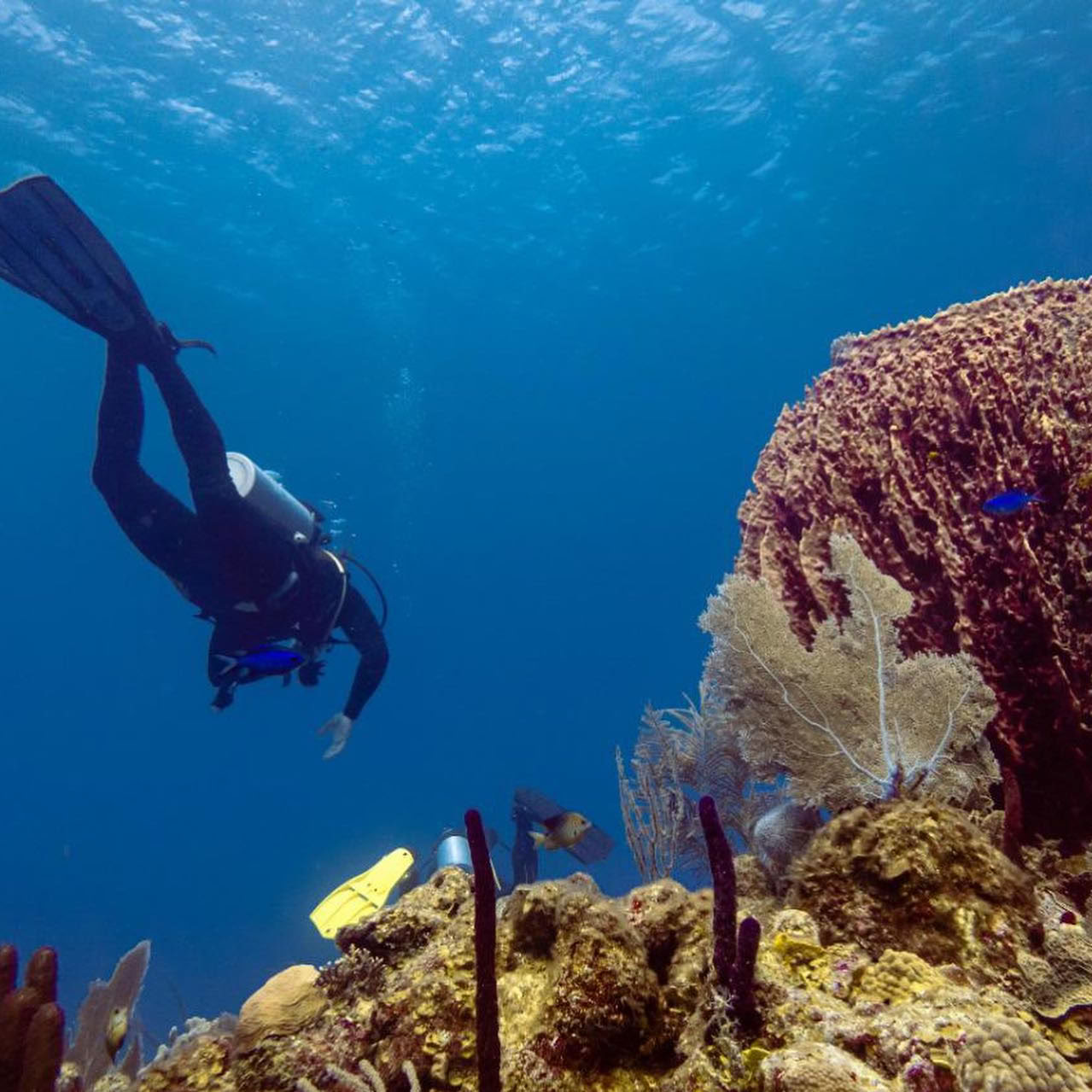 Depth & Discovery: Una expedición de buceo Mahai