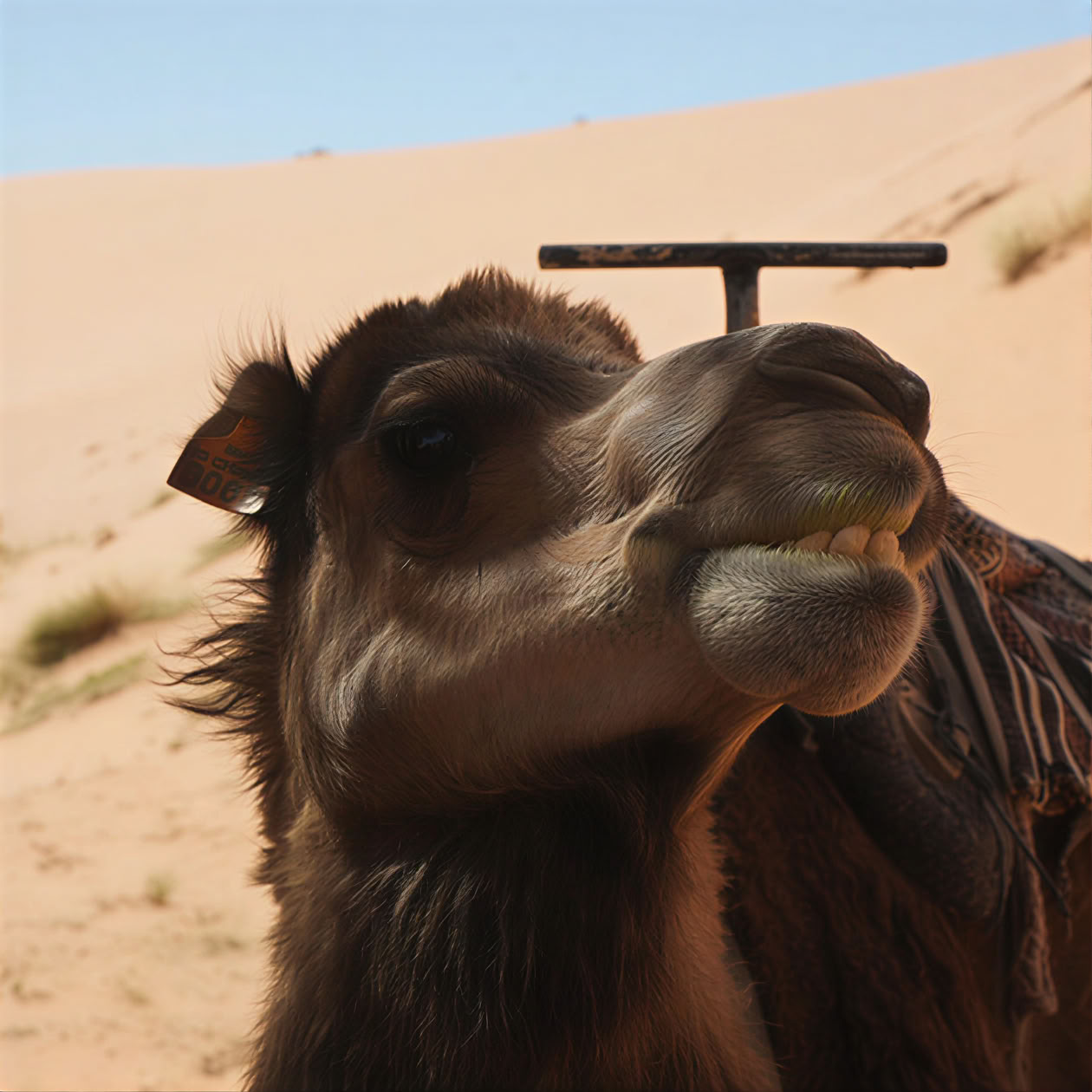 9 días Retiro de yoga y cultura en el norte de Marruecos – De Casablanca a Chefchaouen y Tánger – 25 jul - 2 ago
