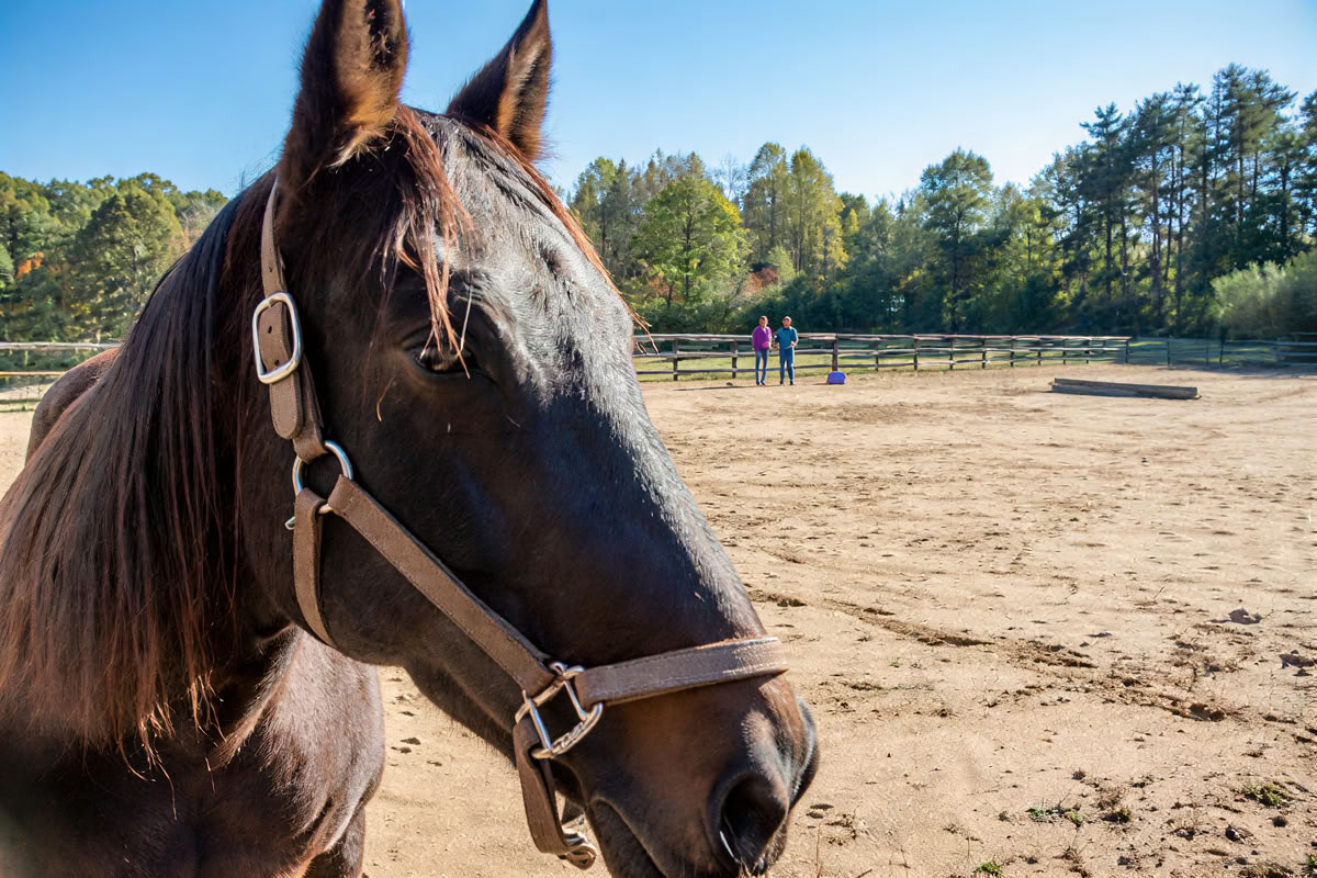 Retiro para participantes recurrentes de 4 días de aprendizaje experiencial de nivel superior para mujeres con caballos