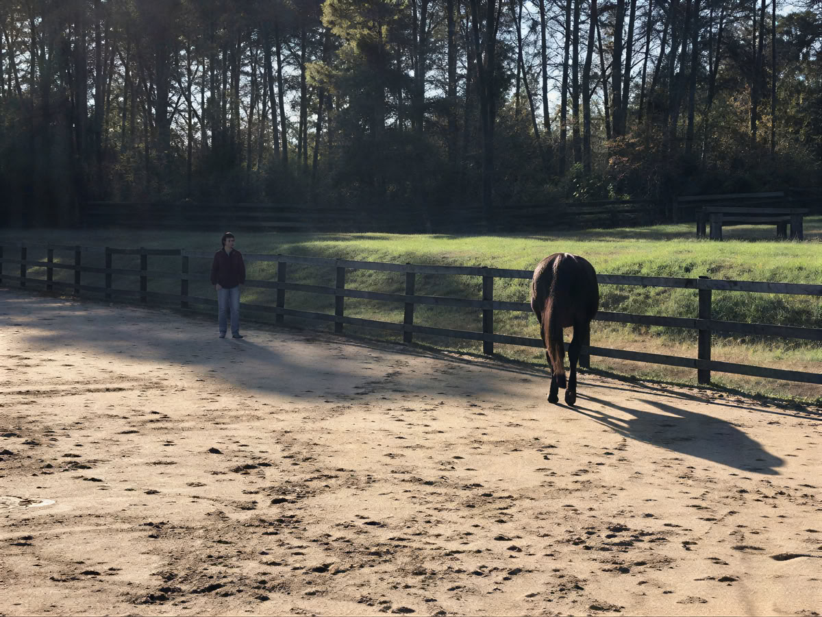Retiro para participantes recurrentes de 4 días de aprendizaje experiencial de nivel superior para mujeres con caballos
