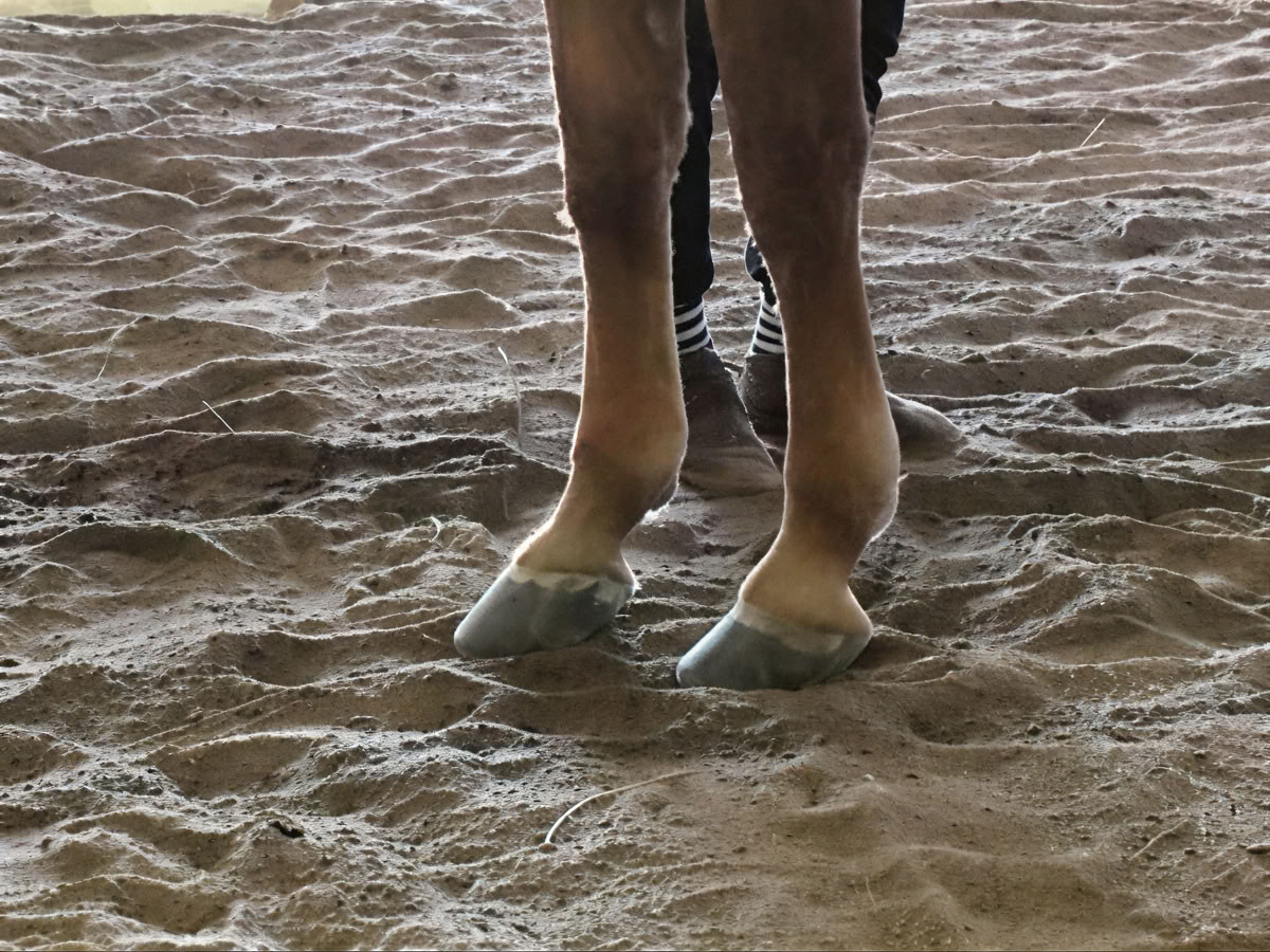 Retiro para participantes recurrentes de 4 días de aprendizaje experiencial de nivel superior para mujeres con caballos