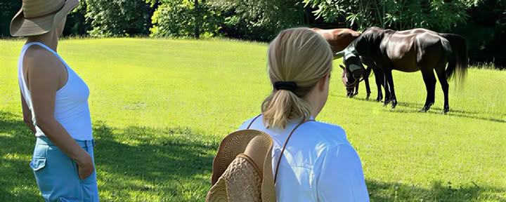 Horse Harmony: Un retiro de 3 días para el equilibrio y el bienestar de las mujeres