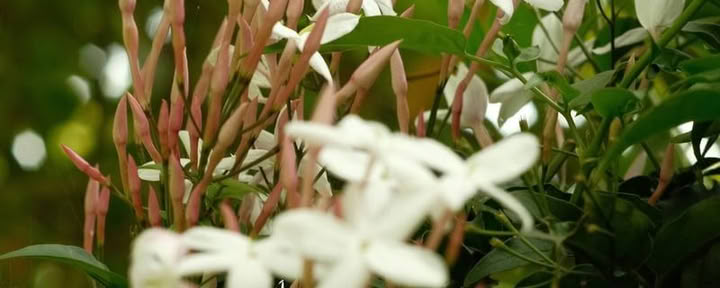 Retiro de Ayahuasca de 9 días