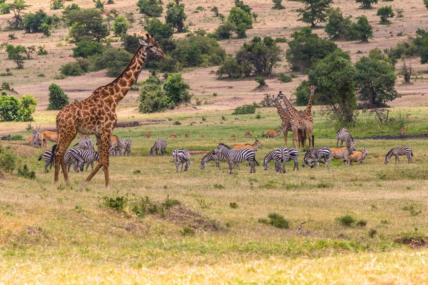 Safari familiar de Sophie Jaffe en Kenia