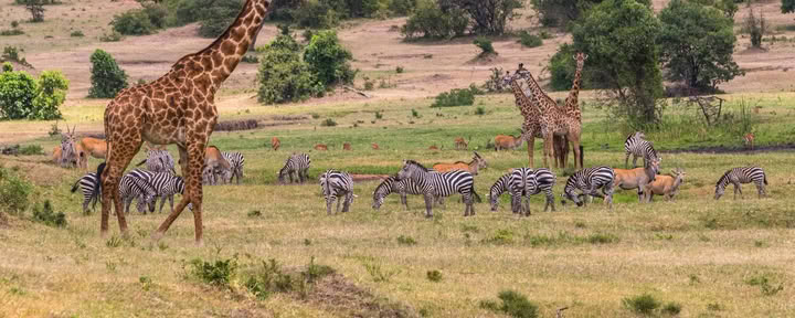 Safari familiar de Sophie Jaffe en Kenia