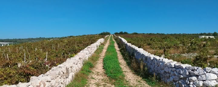 Ayuno bajo supervisión