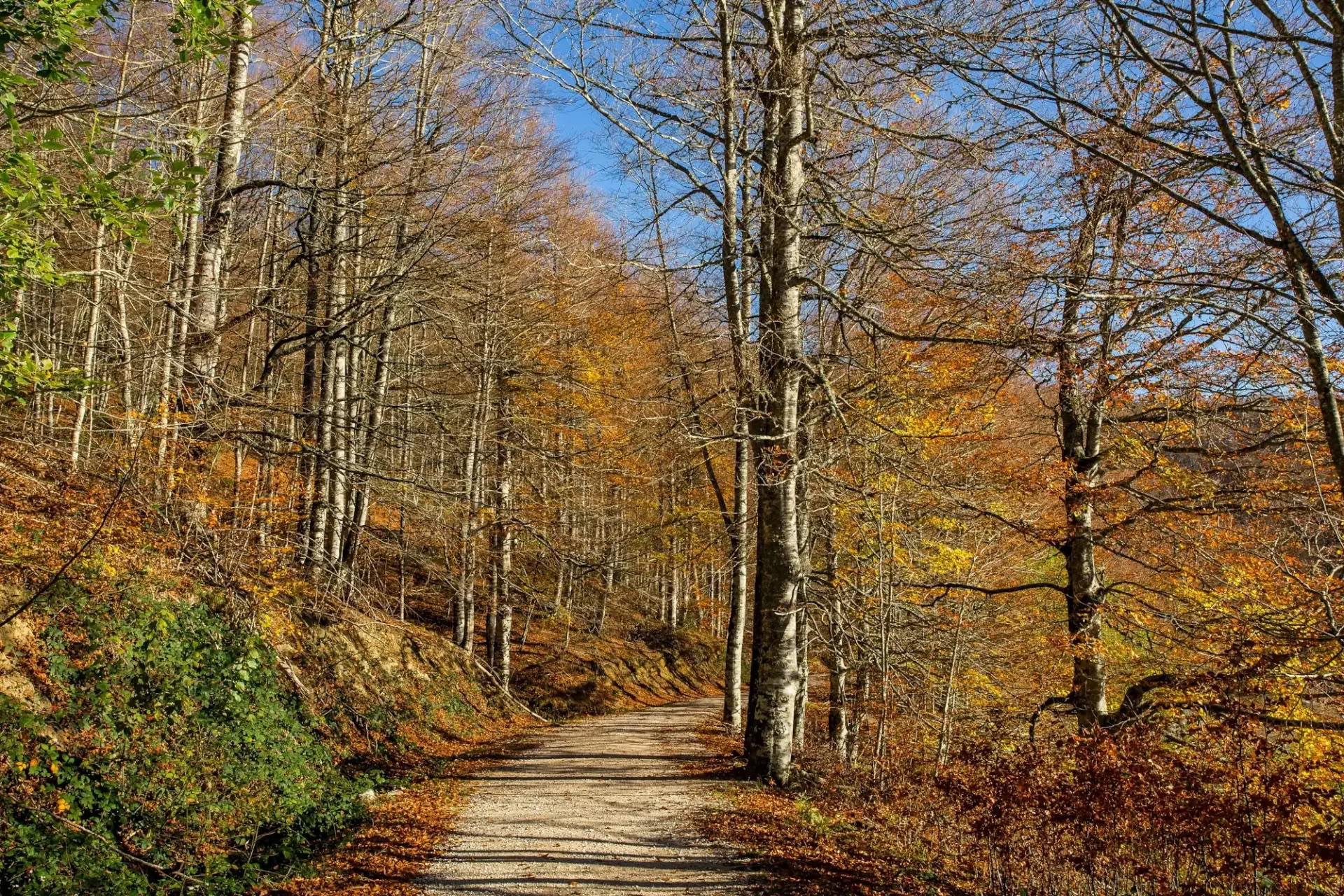 Retiro de yoga de octubre: La experiencia del bosque dorado