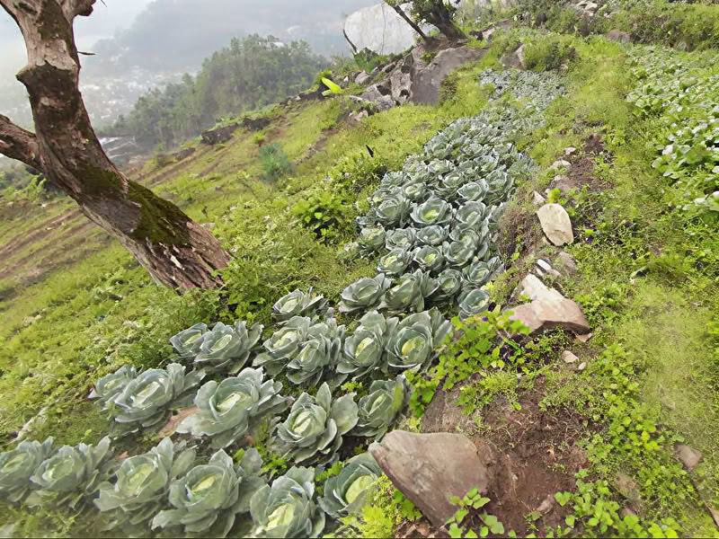 Trabajo corporal Lomi Lomi
