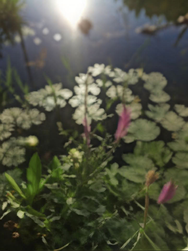 Retiro inmersivo de sanación con Ayurveda y yoga en la naturaleza de 7 días