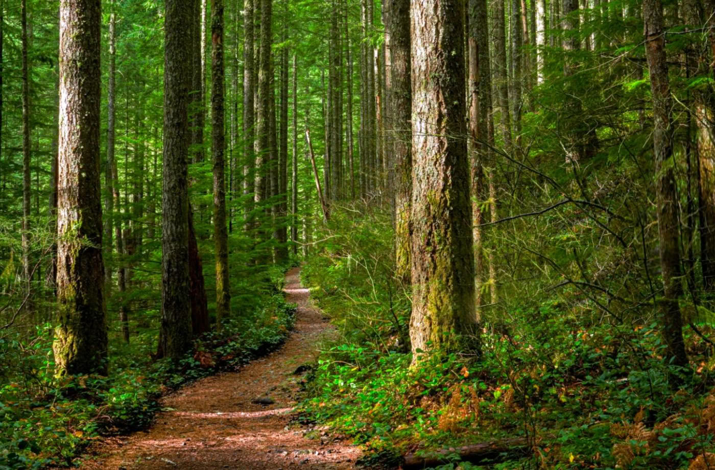 Certificación de guía consciente al aire libre, nivel 1, comunidad forestal