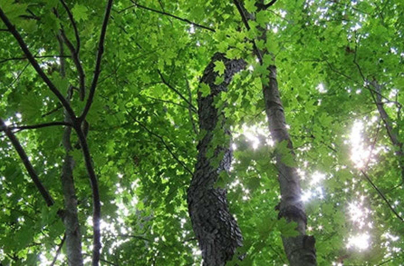 Certificación de Guía Consciente al Aire Libre, Nivel 2 Alineándose con la Naturaleza