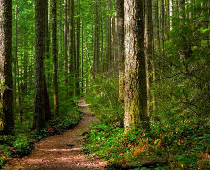 Certificación de Guía Consciente al Aire Libre, Nivel 2 Alineándose con la Naturaleza
