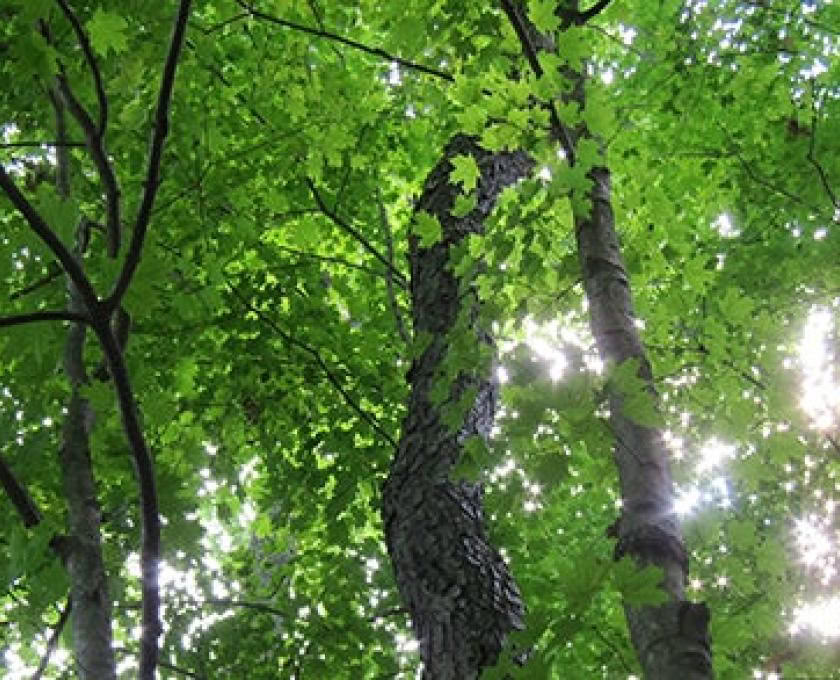 Certificación de Guía Consciente al Aire Libre, Nivel 2 Alineándose con la Naturaleza