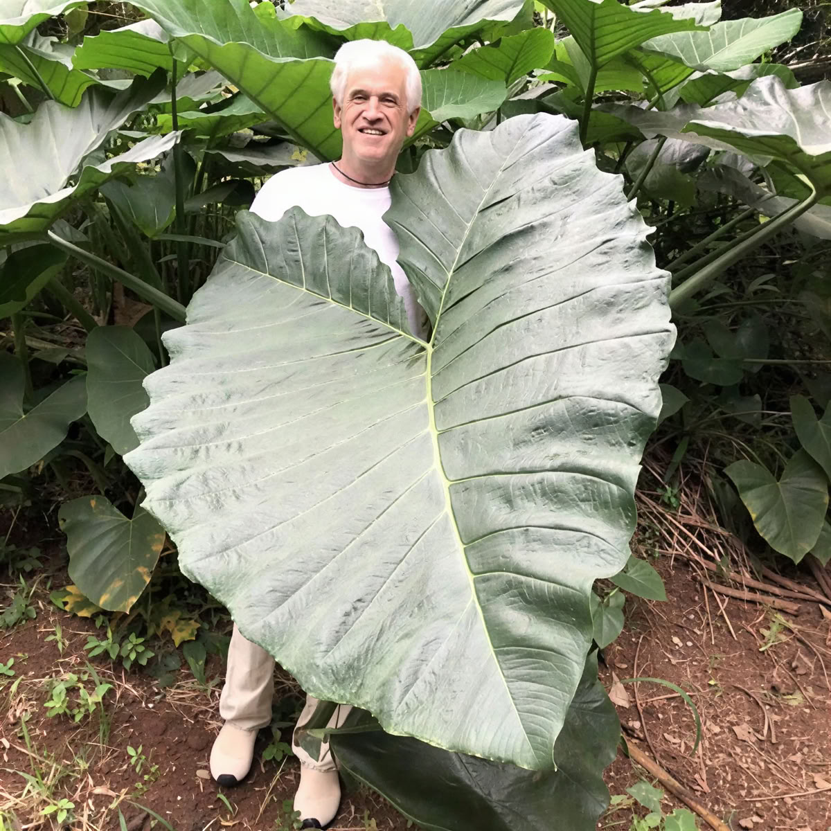 Recorrido por el vivero del jardín sagrado