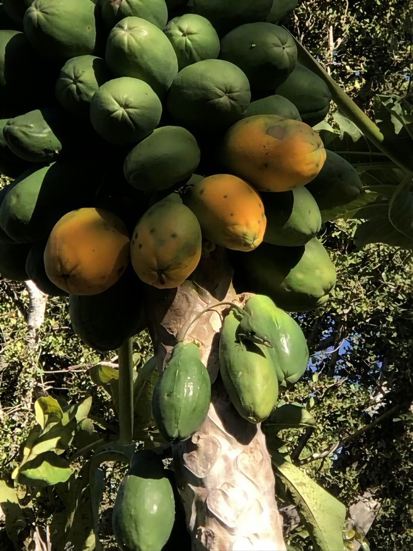 Recorrido por el vivero del jardín sagrado