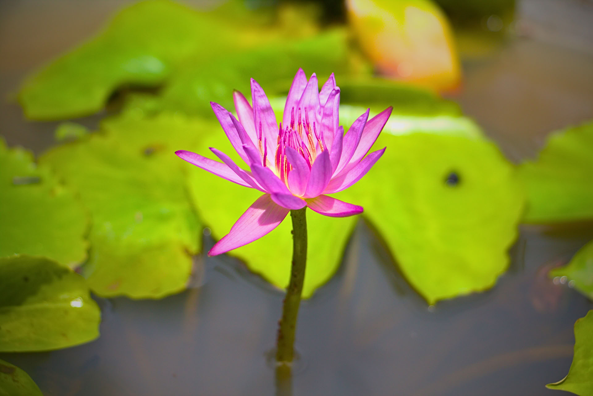 Retiro de 7 días para reiniciar el sistema nervioso, yoga y meditación, Sri Lanka