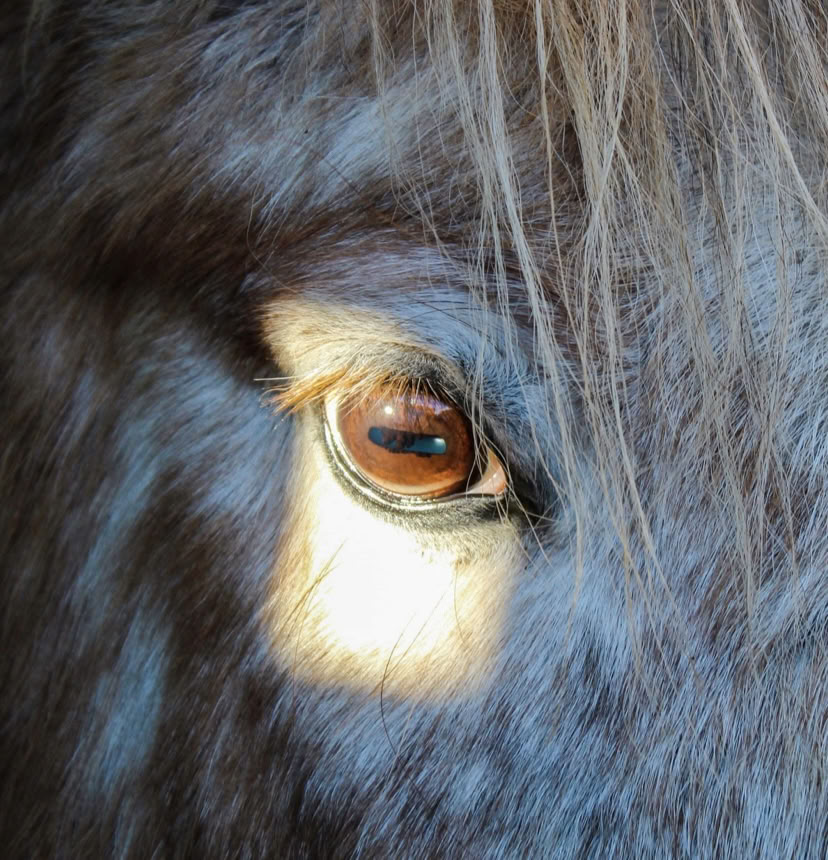 Coaching terapéutico asistido por caballos