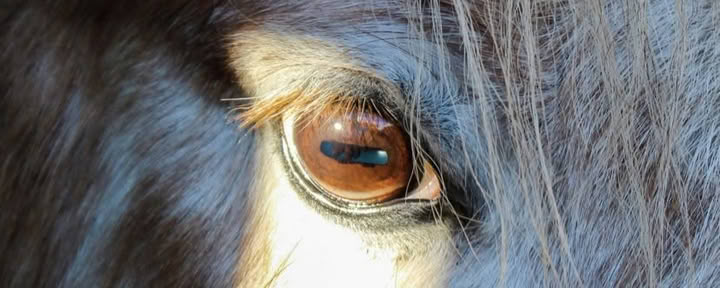 Coaching terapéutico asistido por caballos