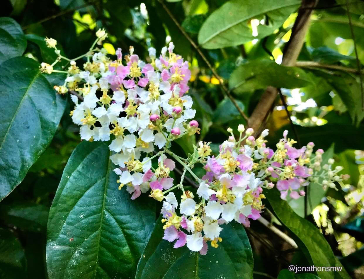 2–7 de febrero de 2027 | experiencia de camping en la selva tropical de Cocoterra, Costa Rica