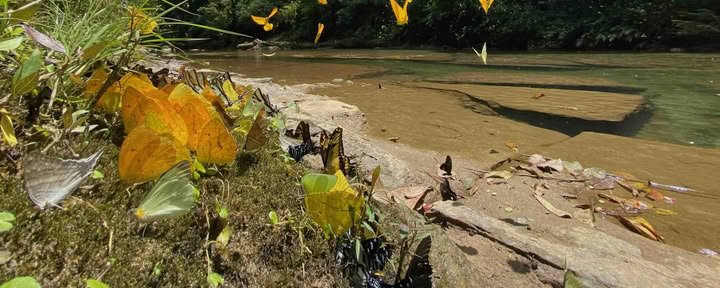 20-29 de noviembre de 2026, naturaleza salvaje de Napo-Galeras, Amazonía ecuatoriana