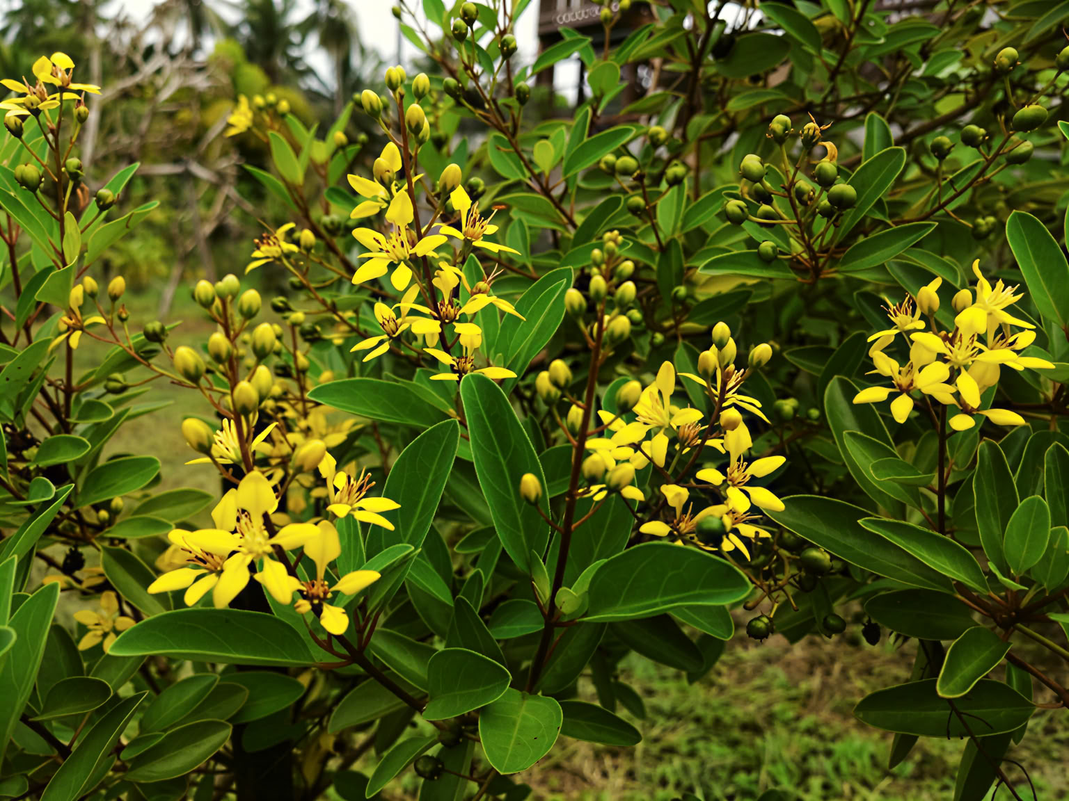 Paquete de Iluminación de los Chakras