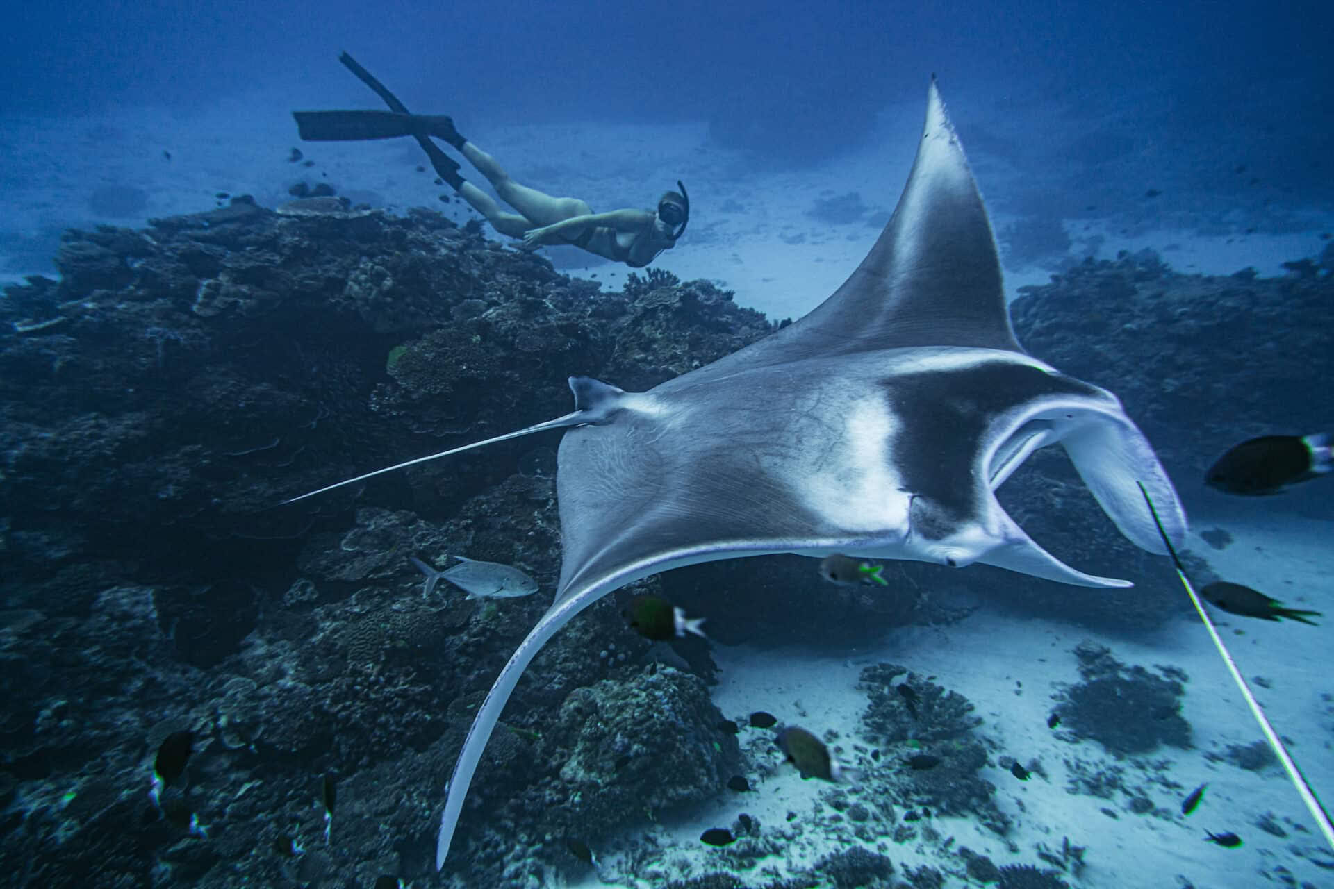 Instructores de apnea y sin aliento de Lady Elliot Island