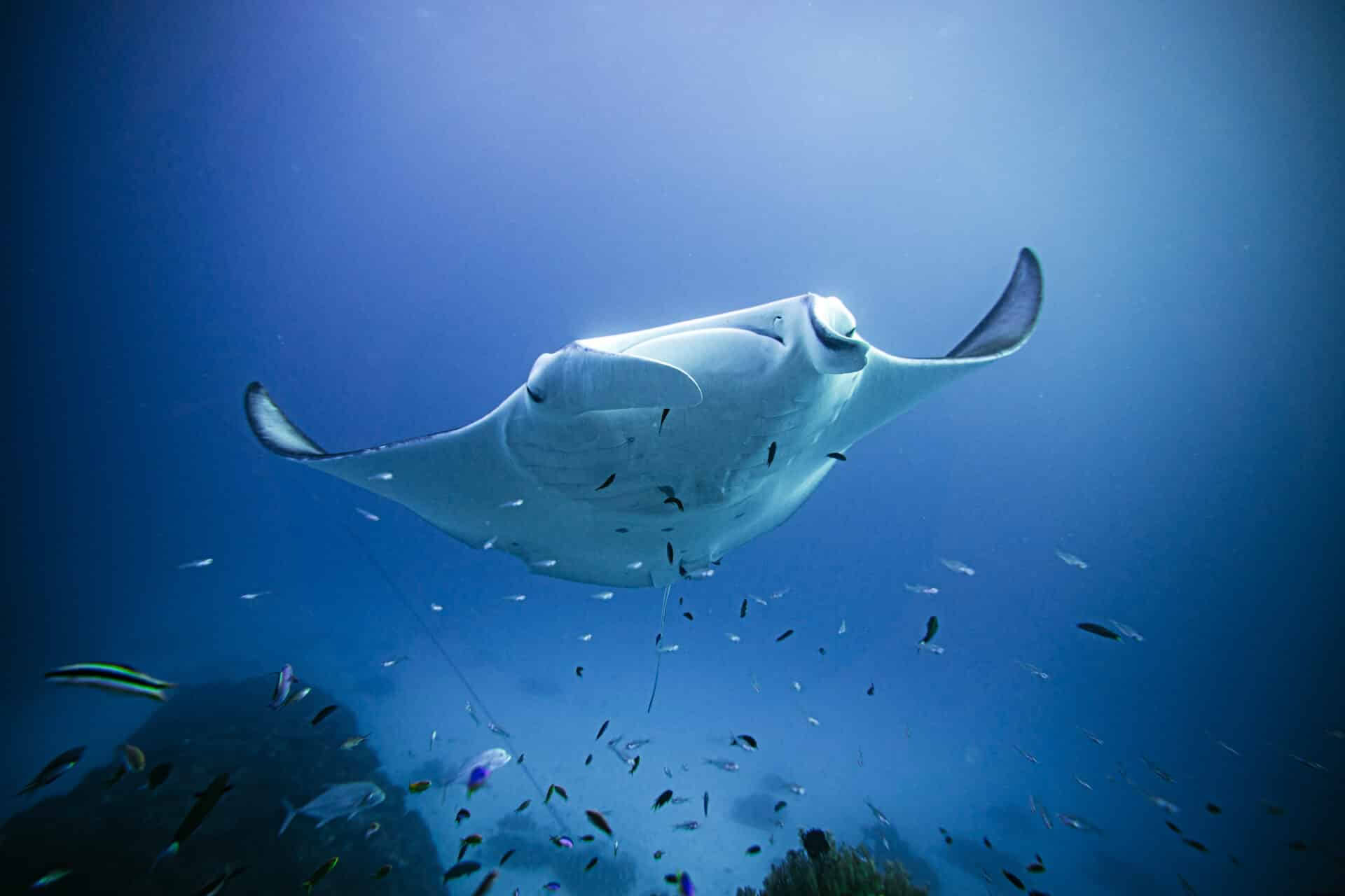 Inmersión libre en Lady Elliot Island e invitación solo para invitados
