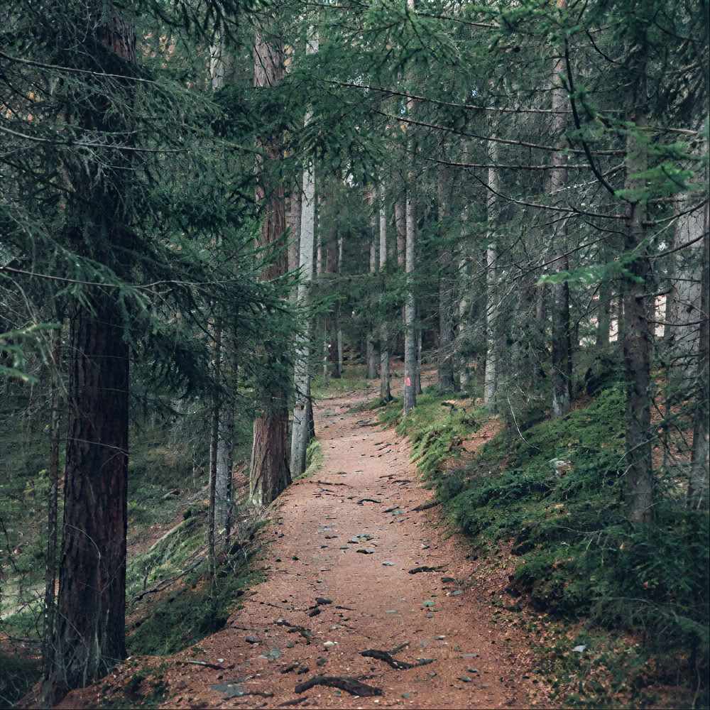 Experiencia de atención plena en el bosque 🌳