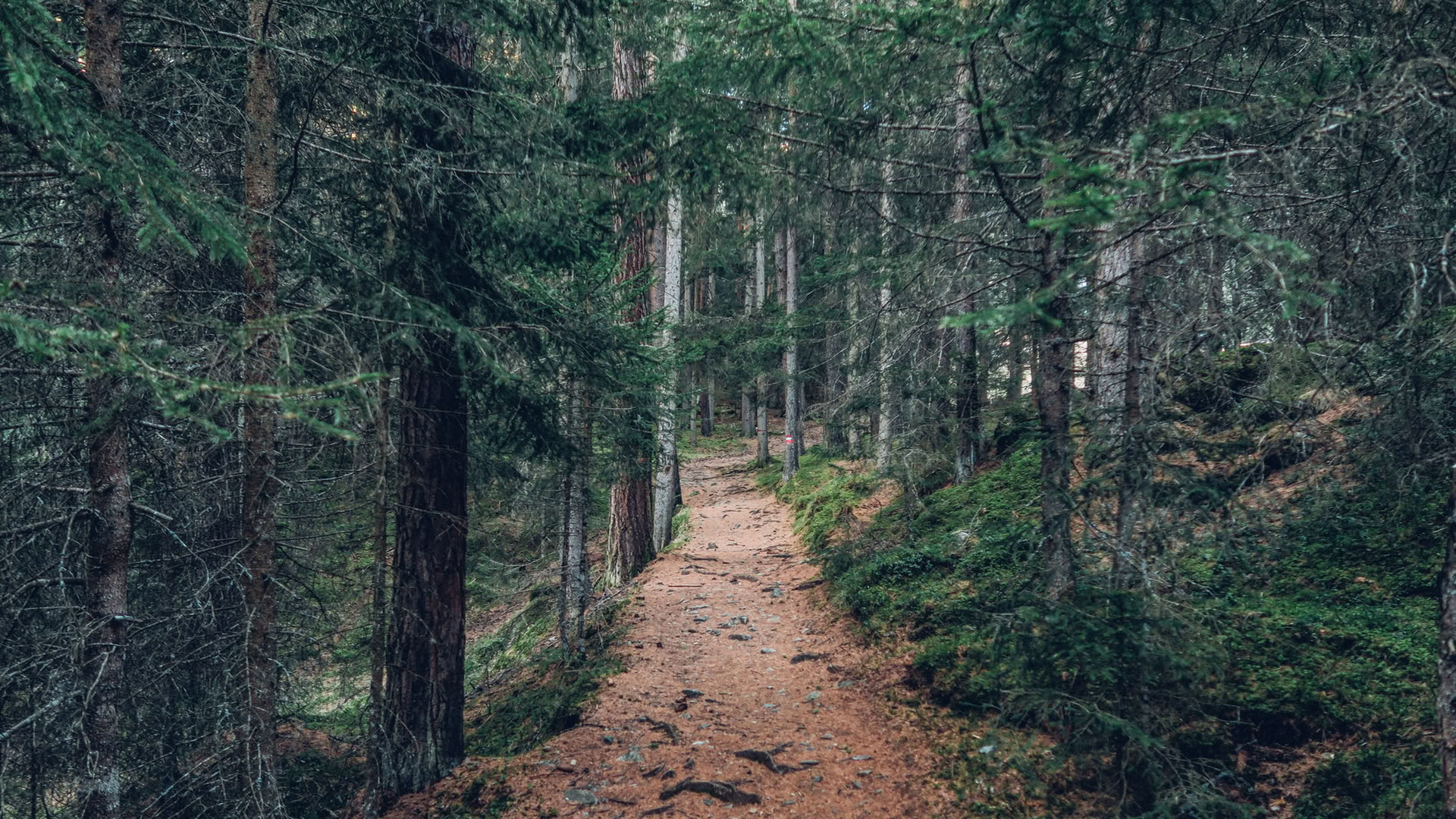 Experiencia de atención plena en el bosque 🌳