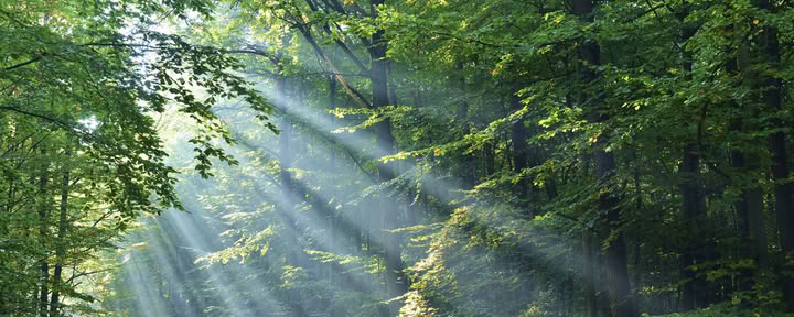 Lectura de cartas de ángeles y sanación Reiki