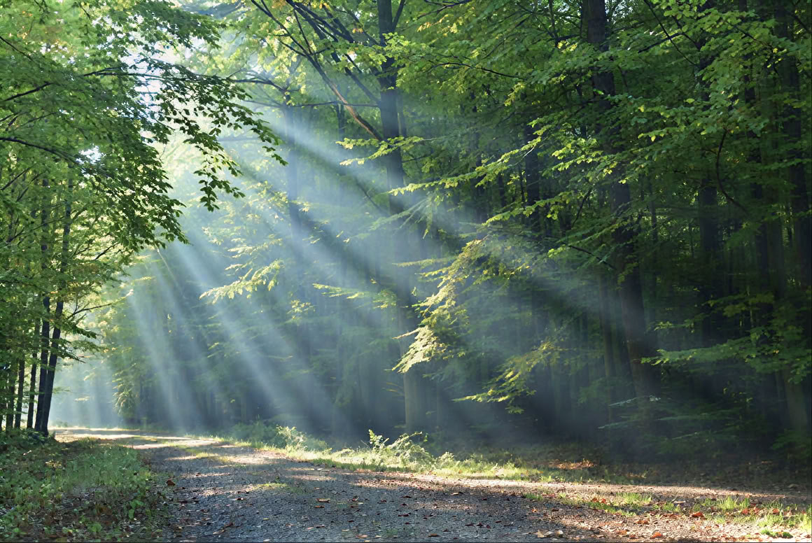 Masaje de espalda, cuello y hombros y Reiki