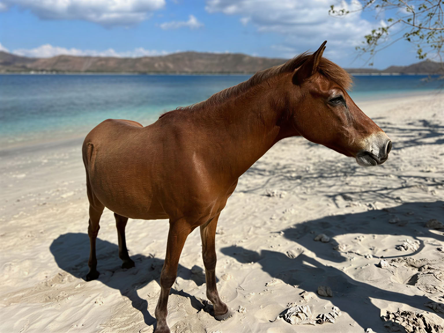 Paseo a caballo