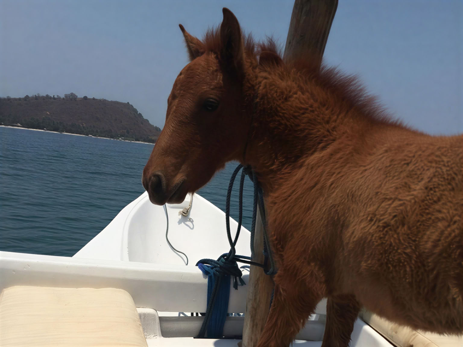 Paseo a caballo