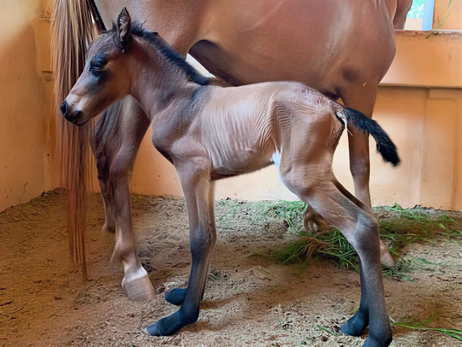 Paseo a caballo