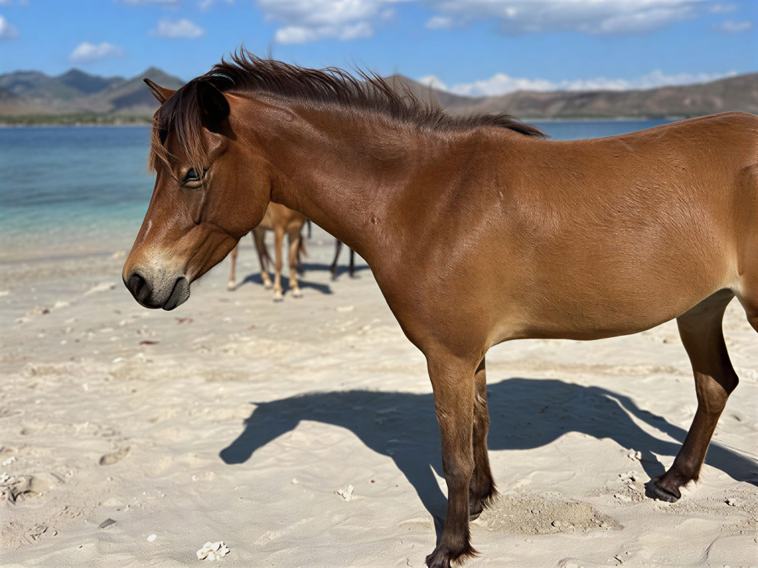 Paseo a caballo
