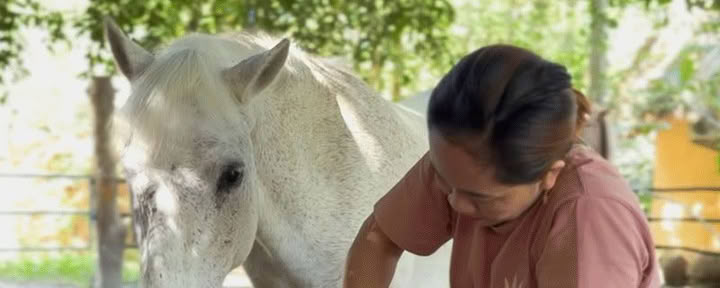Experiencia de relajación con caballos