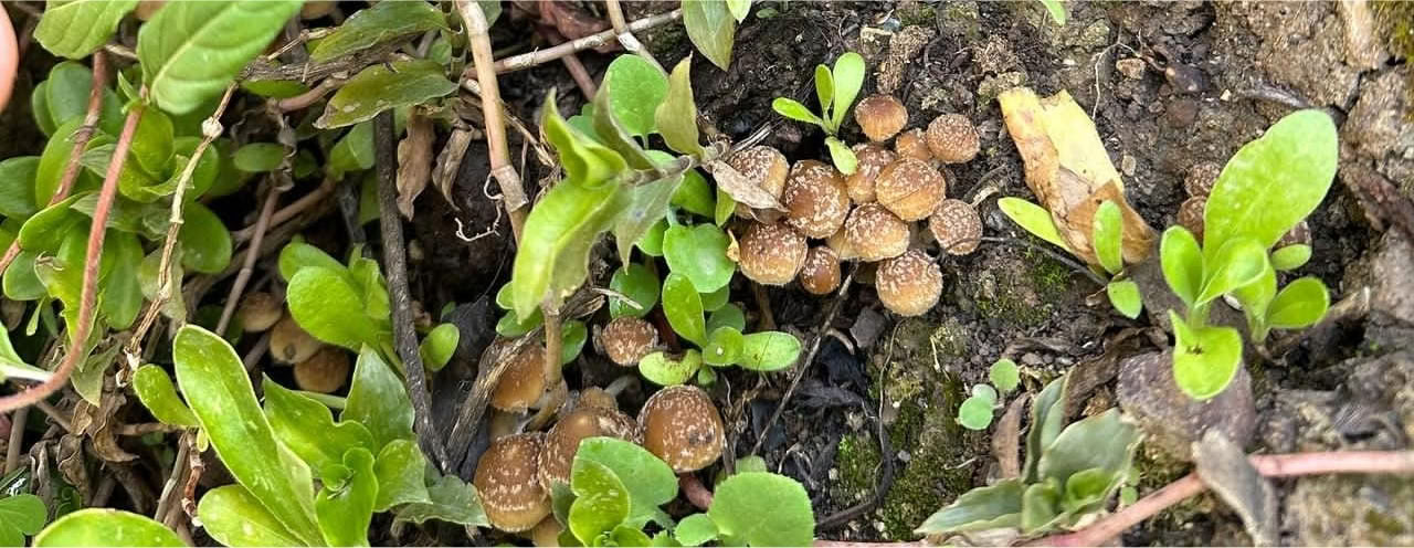 Hongos & Mushrooms