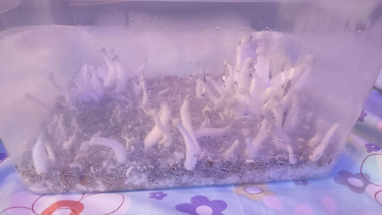 Hongos & Mushrooms