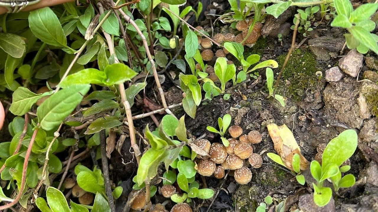 Hongos & Mushrooms