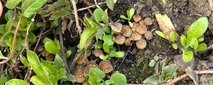 Hongos & Mushrooms