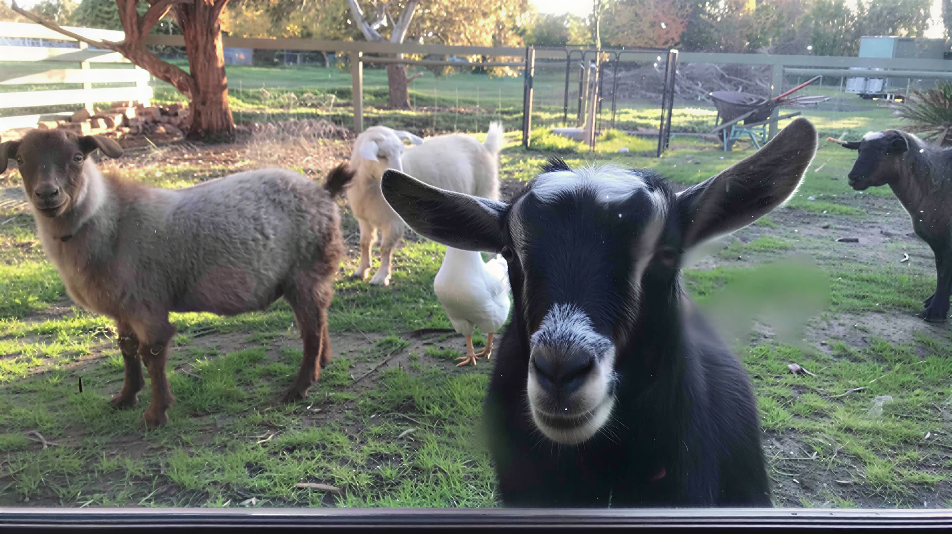 Estancia de fin de semana en la granja — Pequeña granja de calma