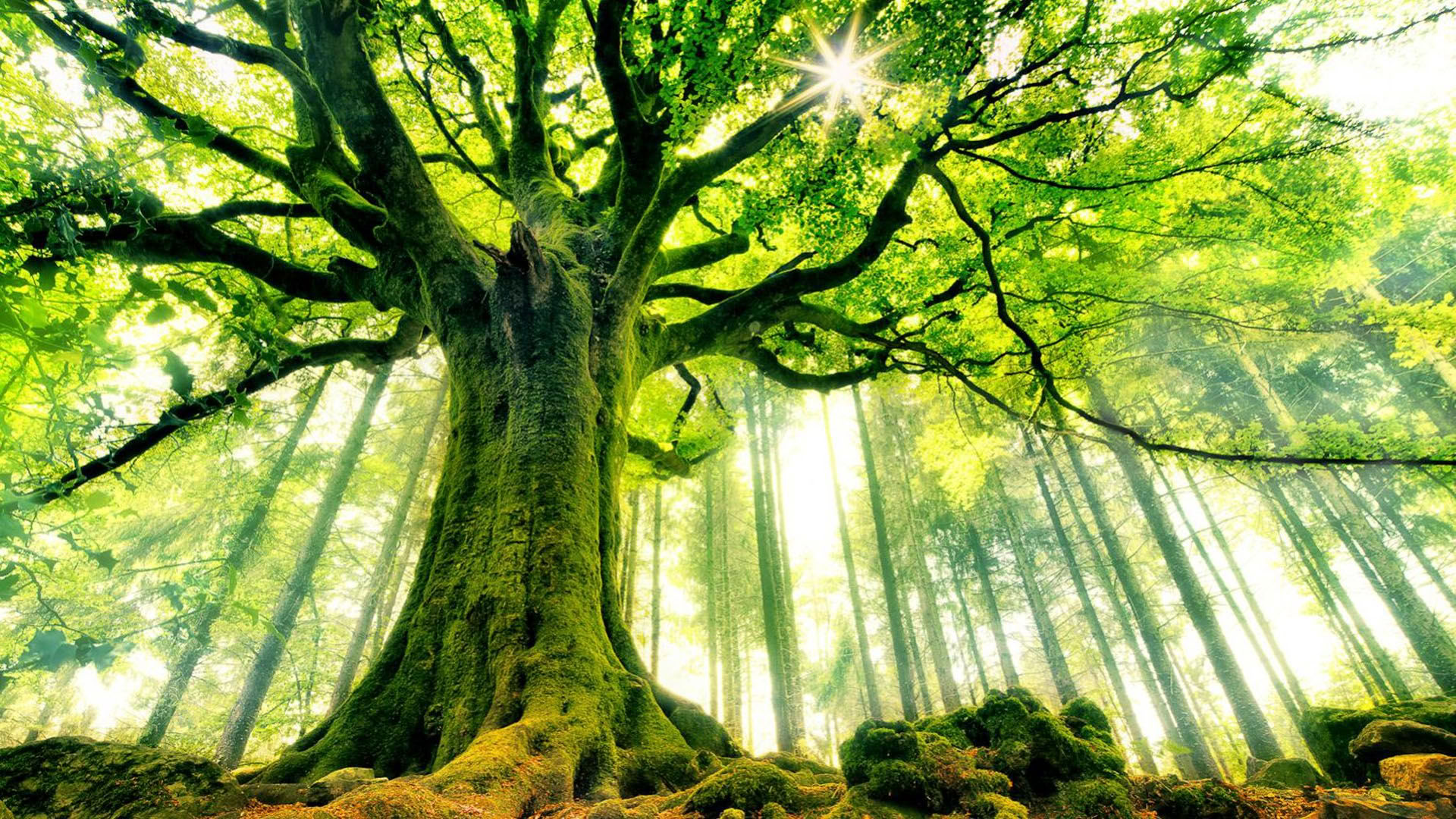 SoulNatural - sanación con la naturaleza