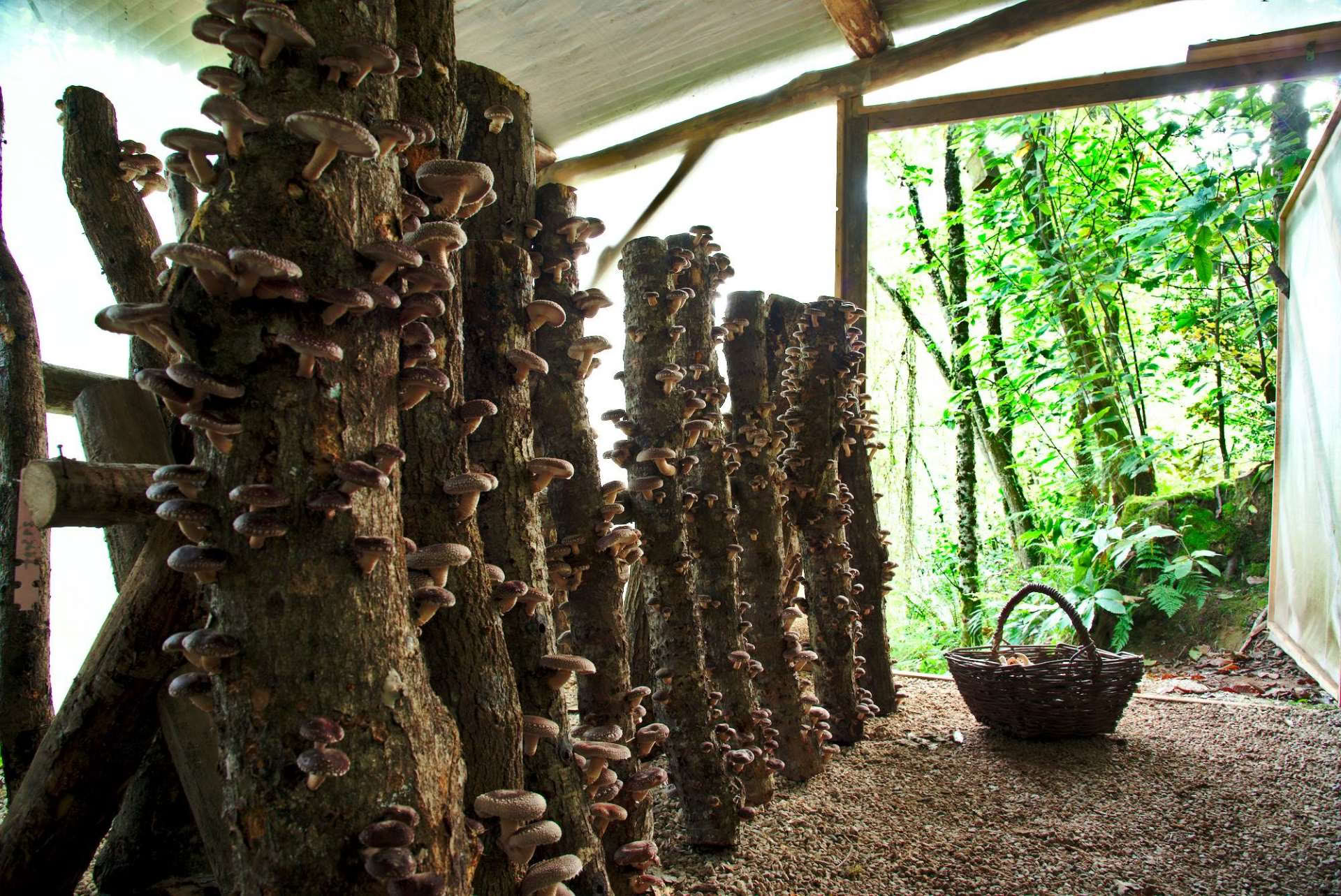 Visita del bosque de Fungi natur