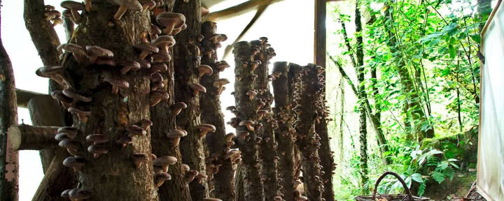 Visita del bosque de Fungi natur