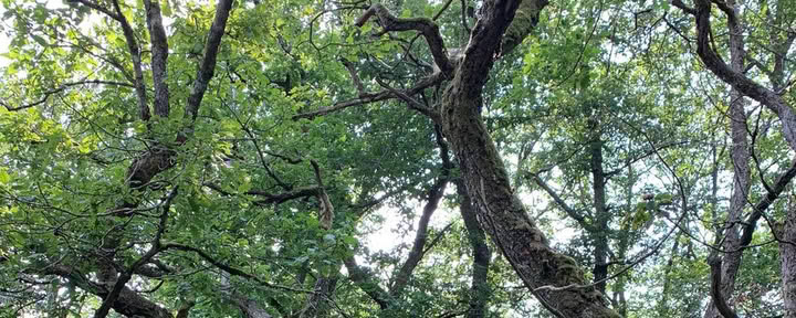 Búsqueda de visión individual en la naturaleza – 24 horas en el bosque – del 11 al 13 de septiembre de 2026