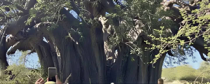 Visita guiada al baobab