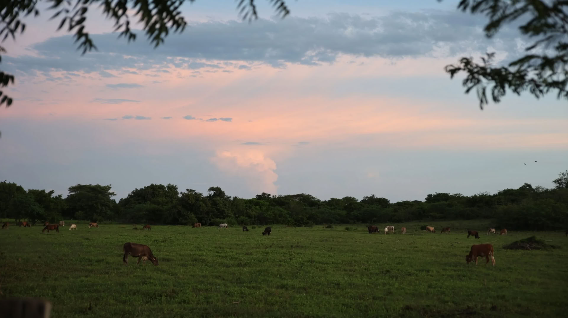 Sesión de atardecer de 1,5 a 2 horas